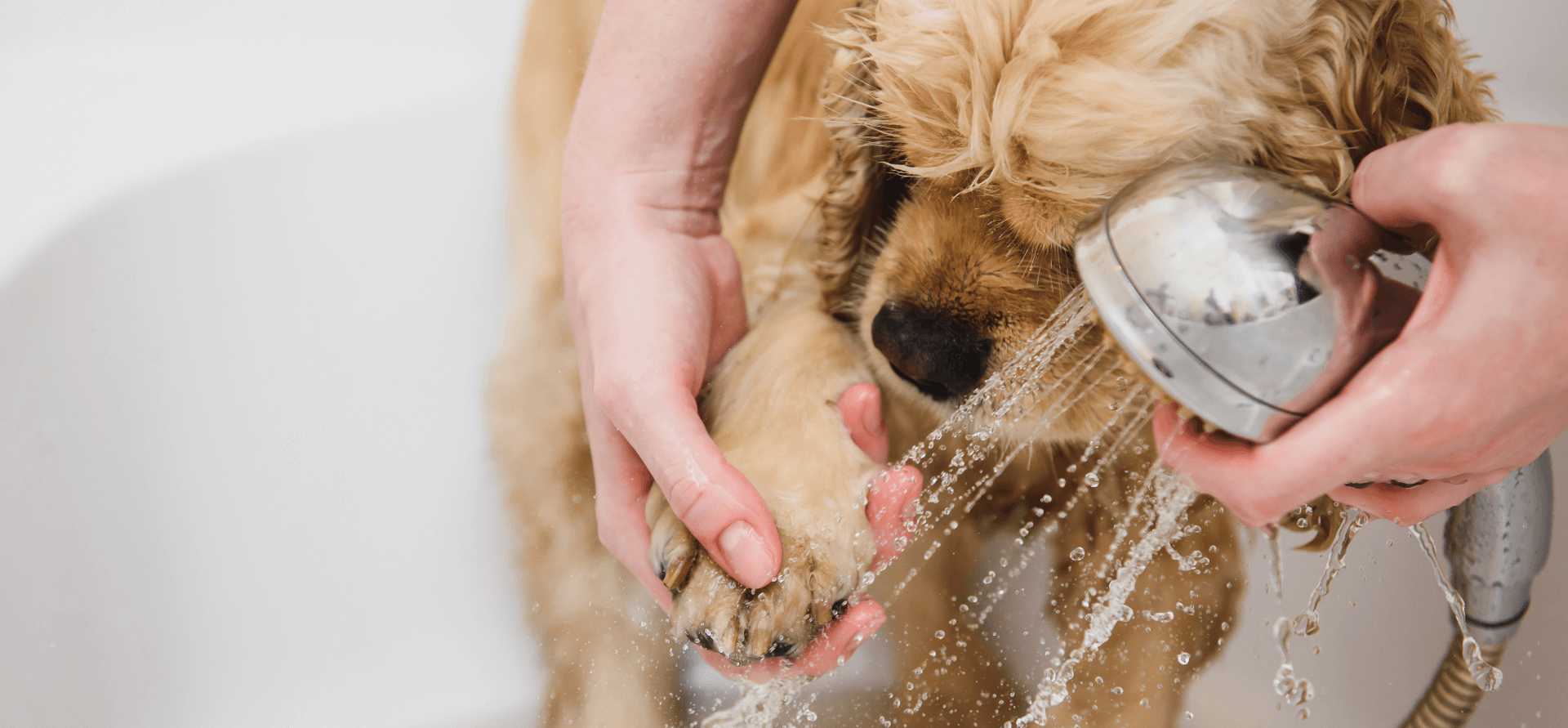 Mujer limpia la pata de un perro en la ducha.